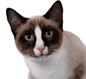 Category Cat Thumb