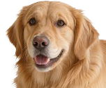 Dog Thumb