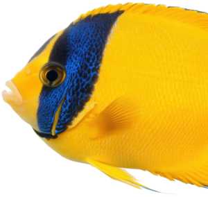 Fish Category 1